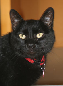 pet of the week samantha