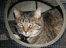 PET OF THE WEEK