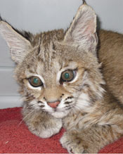 swcc-babbobcat