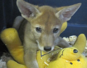 baby coyote