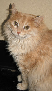 nala