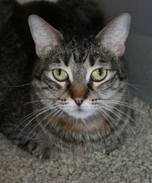 PET OF THE WEEK MEEKA