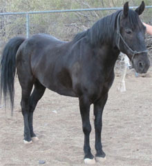 horse henry