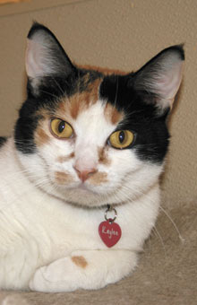 PET OF THE WEEK KAYLEE