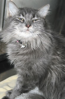 pet of the week annette