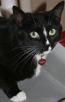 pet of the week payson