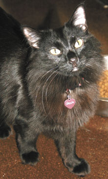 pet of the week