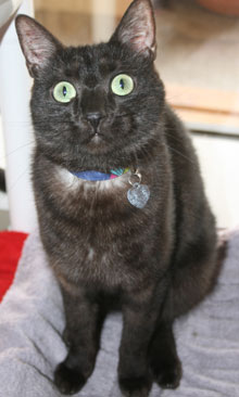 pet of the week