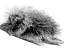 spike