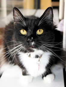 pet of the week simba