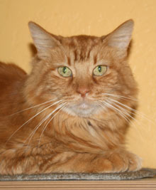 tabitha