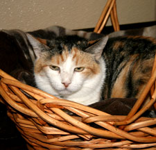 chloe the cat