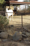 brad pyles property