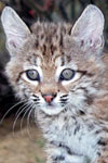 baby bobcat