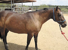 cappy the horse