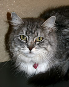 michelle the cat