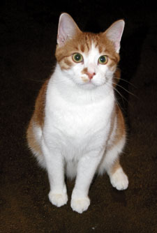 Clyde the cat