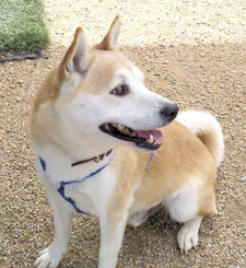 yuki