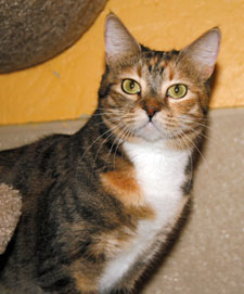 seraphina