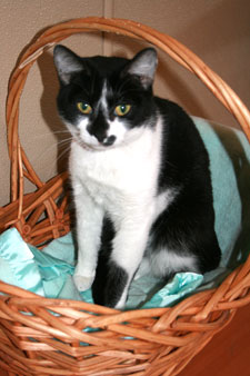 cat