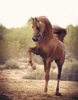 arabian horse