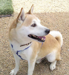 yuki the dog