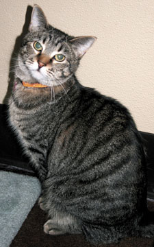 keesha the cat