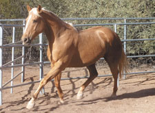 horse