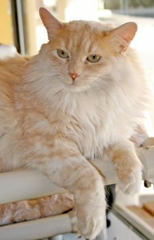pet of the week