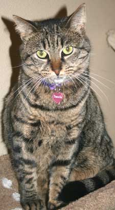 pet danille