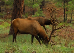elk