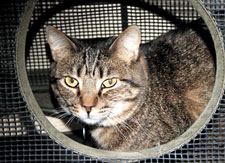 cat