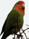 lovebird