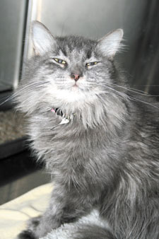 Annette the cat