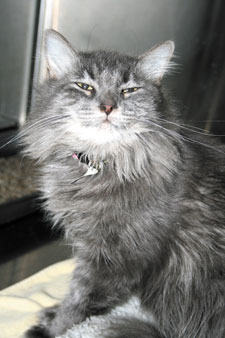 Annette the cat