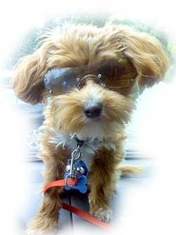 gizzy