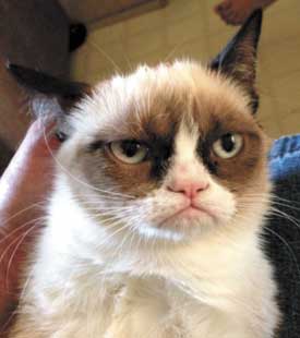 grumpy cat