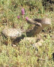rattler