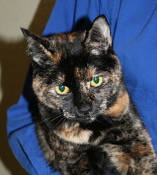 harmony the cat