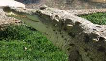 orinoco crocodile