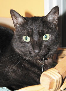 black cat