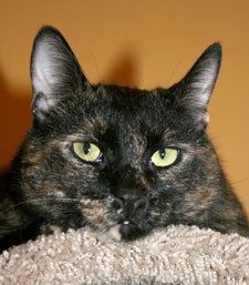 rory the cat