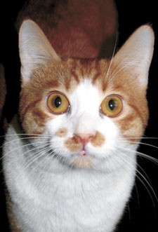 oliver the cat