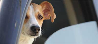 dog in car