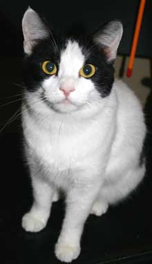 pet of the week