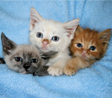 kittens