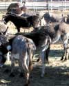 burros