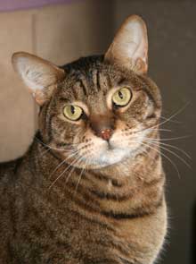 pet of the week
