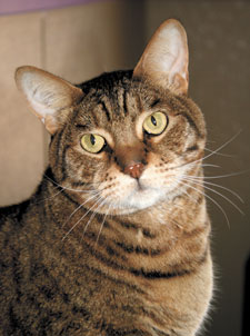 Meeka the cat