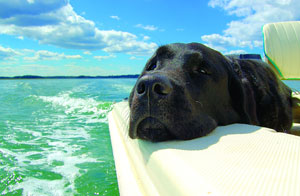 dog on a boat